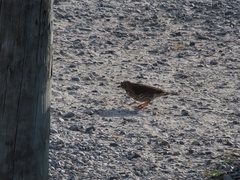 Turdus philomelos clarkei