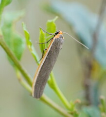 Palaeosia bicosta