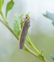 Palaeosia bicosta
