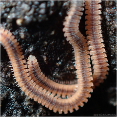 Gosodesmus claremontus