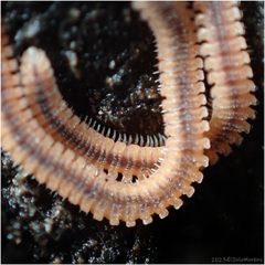 Gosodesmus claremontus