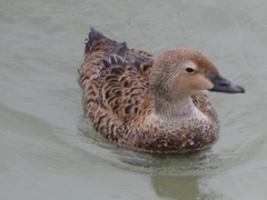 Somateria spectabilis