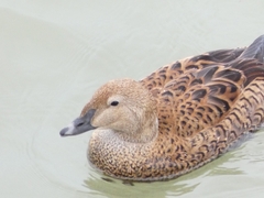 Somateria spectabilis