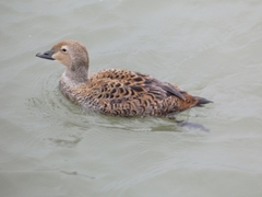 Somateria spectabilis