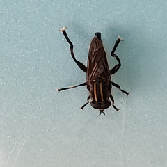 Orthoprosopa bilineata