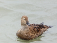 Somateria spectabilis