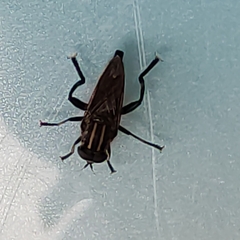 Orthoprosopa bilineata