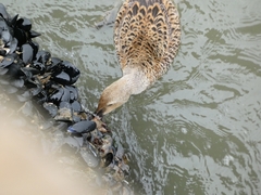 Somateria spectabilis