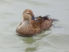 Somateria spectabilis