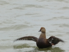 Somateria spectabilis