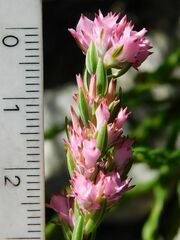 Erica corifolia