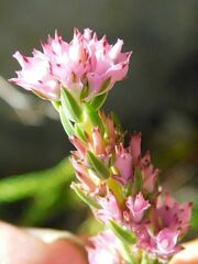 Erica corifolia