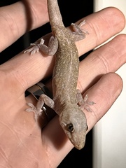 Hemidactylus
