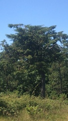 Cupressus macrocarpa