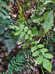 Pterophylla sylvicola