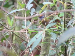 Myiothlypis coronata