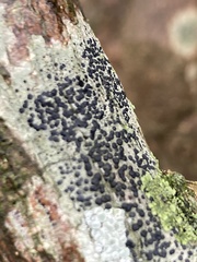 Lecidella elaeochroma