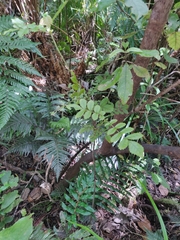 Pterophylla sylvicola