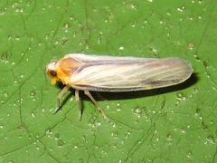 Vekunta fuscolineata