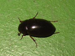 Hydrochara affinis