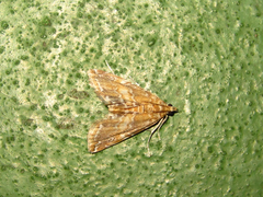 Elophila turbata