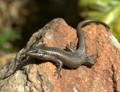 Trachylepis punctatissima