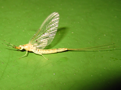 Ephemera orientalis