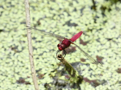 Erythemis mithroides