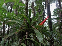 Guzmania berteroniana