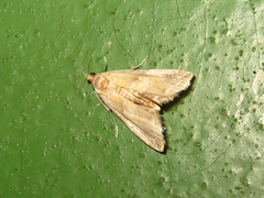 Elophila turbata