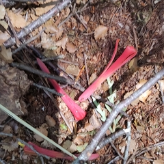 Peraxilla tetrapetala