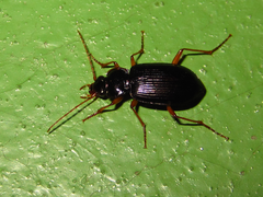 Nebria