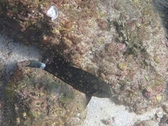 Acanthurus gahhm