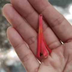 Peraxilla tetrapetala