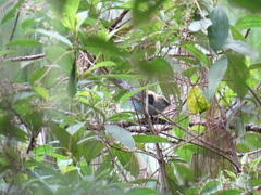 Tangara labradorides