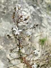 Wahlenbergia tenella