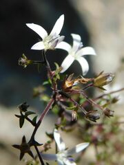 Wahlenbergia tenella