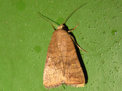 Athetis stellata