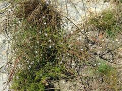 Wahlenbergia tenella
