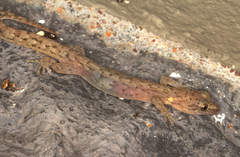 Afrogecko porphyreus