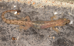 Afrogecko porphyreus