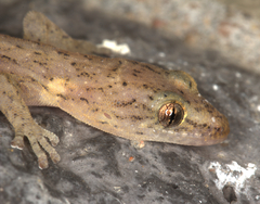 Afrogecko porphyreus