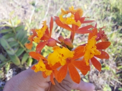 Epidendrum fulgens