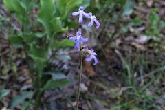 Lobelia dentata