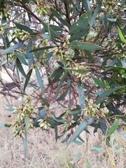 Eucalyptus ecostata