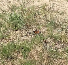Danaus chrysippus orientis