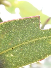 Eucalyptus ecostata