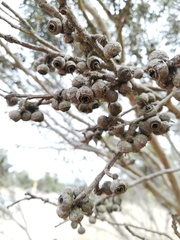 Eucalyptus ecostata