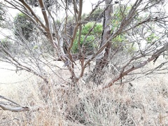 Eucalyptus ecostata