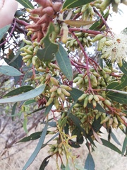 Eucalyptus ecostata